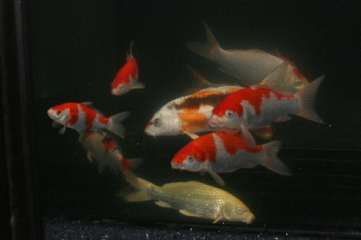 20070821suisou 005t-400